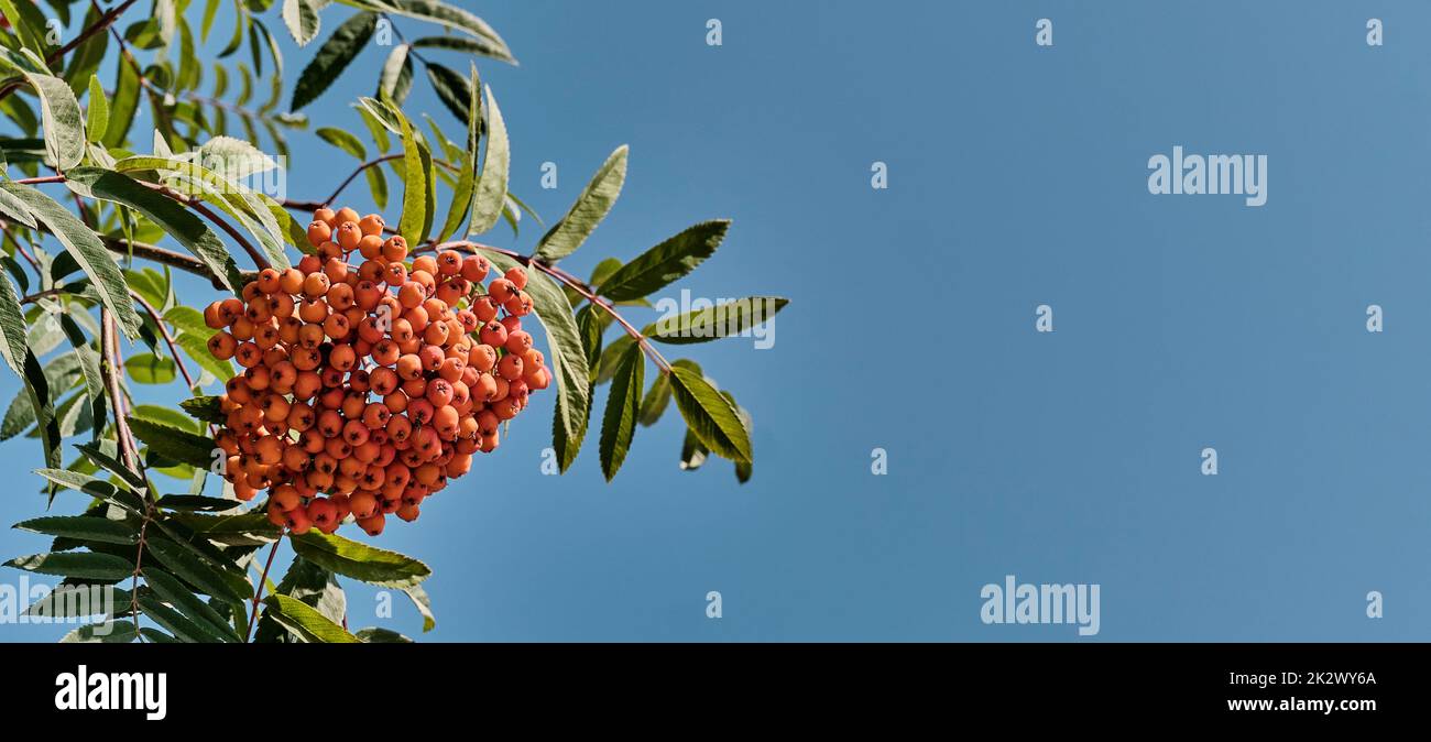 Branche de rowan avec bouquet de baies d'orange sur fond bleu ciel Banque D'Images