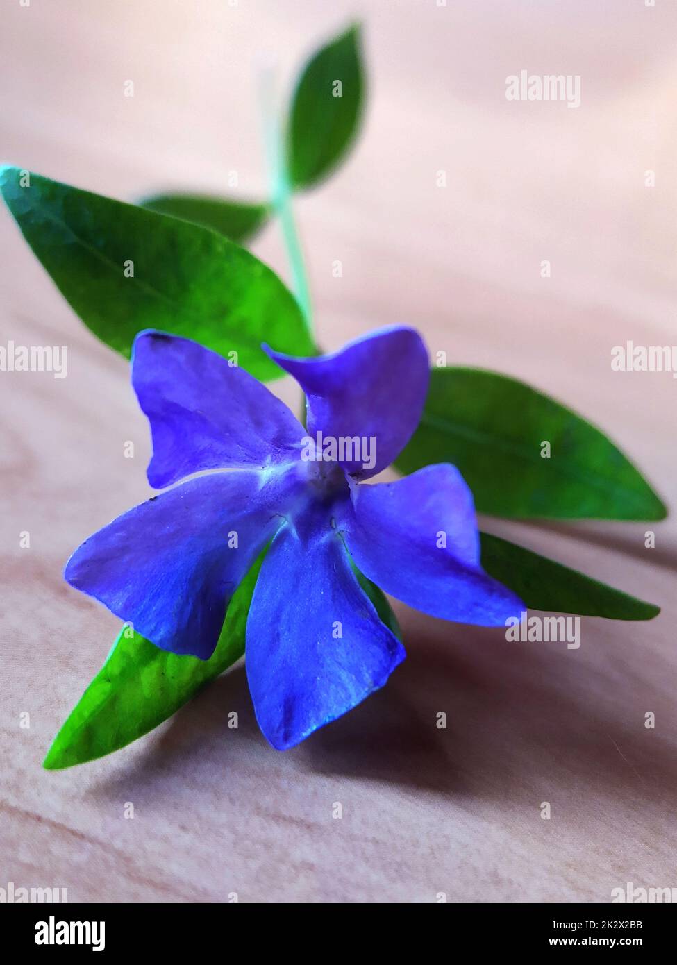 Periwinkle herbacé sur la table de près Banque D'Images