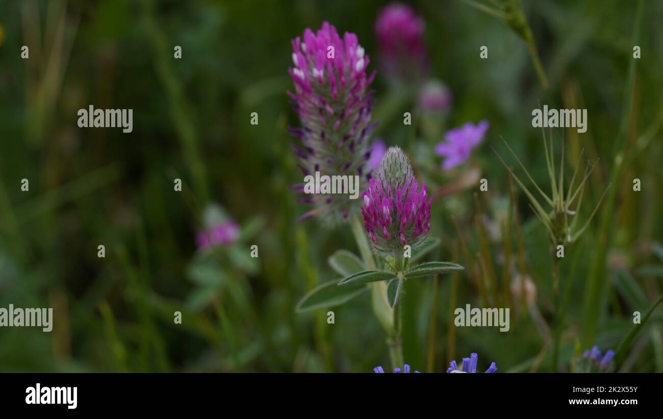 Fleurs de trèfle roses dans le champ au milieu de l'herbe. Trèfle dans la prairie, belle nature au printemps Banque D'Images