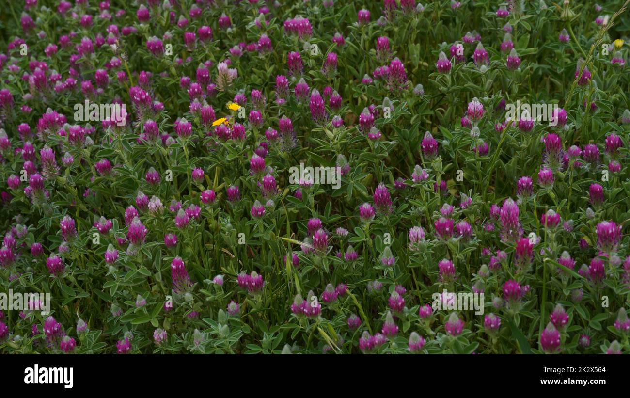 Fleurs de trèfle roses dans le champ au milieu de l'herbe. Trèfle dans la prairie, belle nature au printemps Banque D'Images