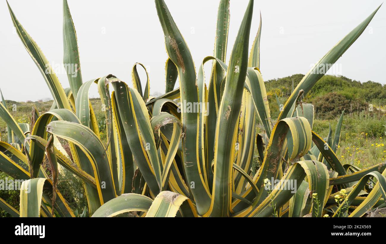 Agave americana, noms communs plante de sentry, plante de siècle, magüey, ou l'aloe américain pousse dans la nature en Israël Banque D'Images