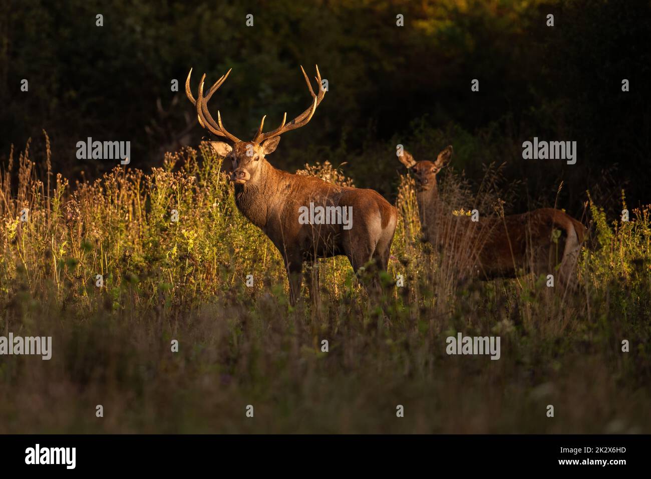 Cerf rouge cerf et arrière debout sur un pré illuminé par le soleil du soir Banque D'Images