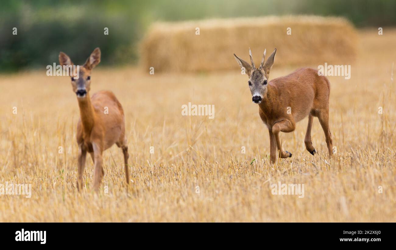 Buck de cerf de Virginie suivant un doe sur un terrain de chaume en saison de rutting. Banque D'Images