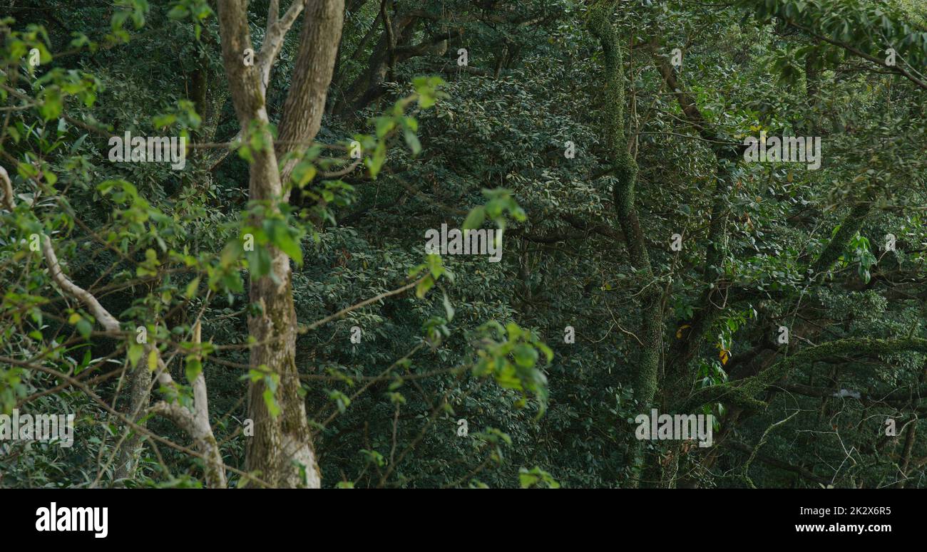 Arbre végétal vert dans la forêt Banque D'Images