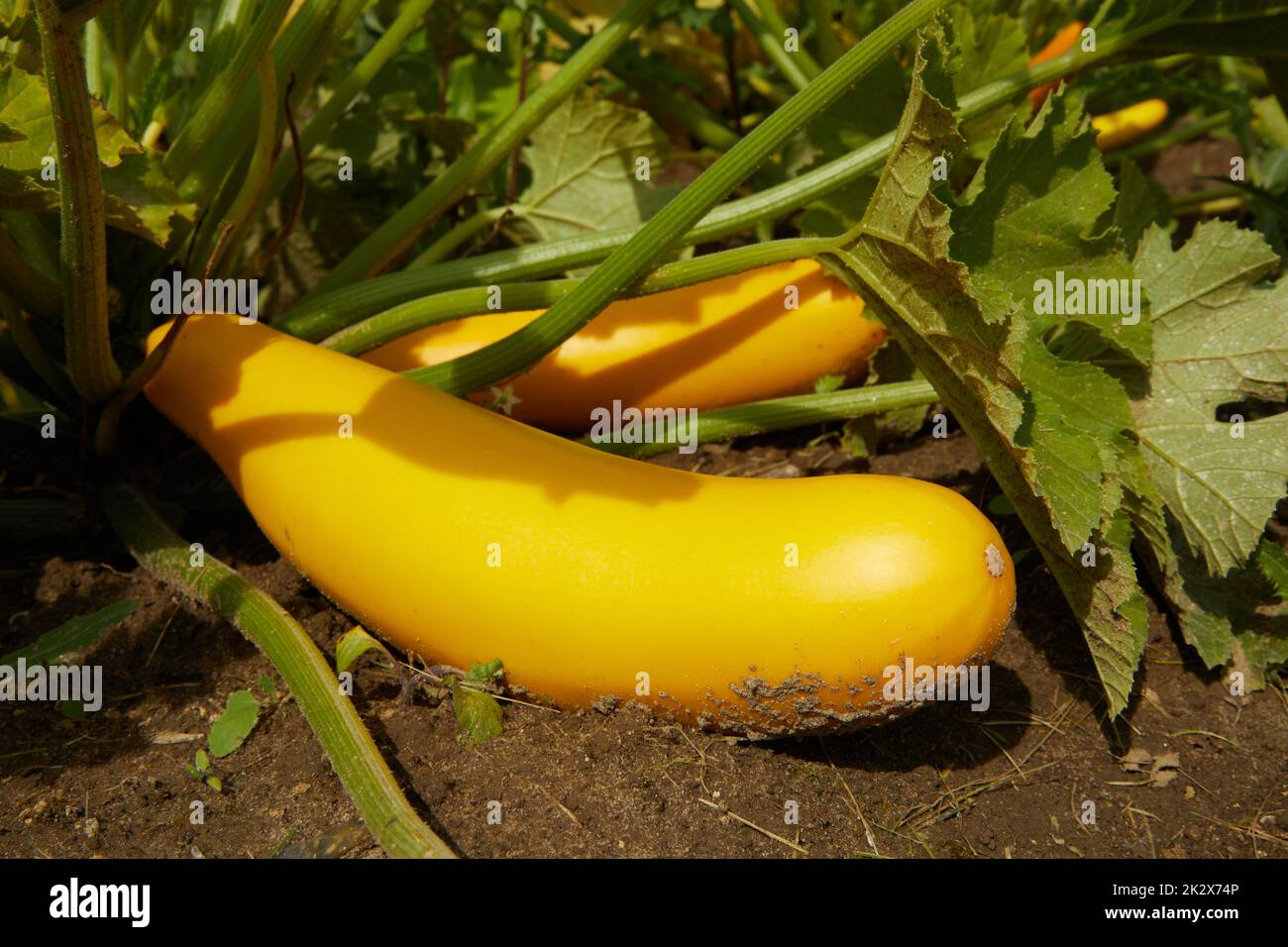 Courgettes mûres jaunes dans le jardin Banque D'Images