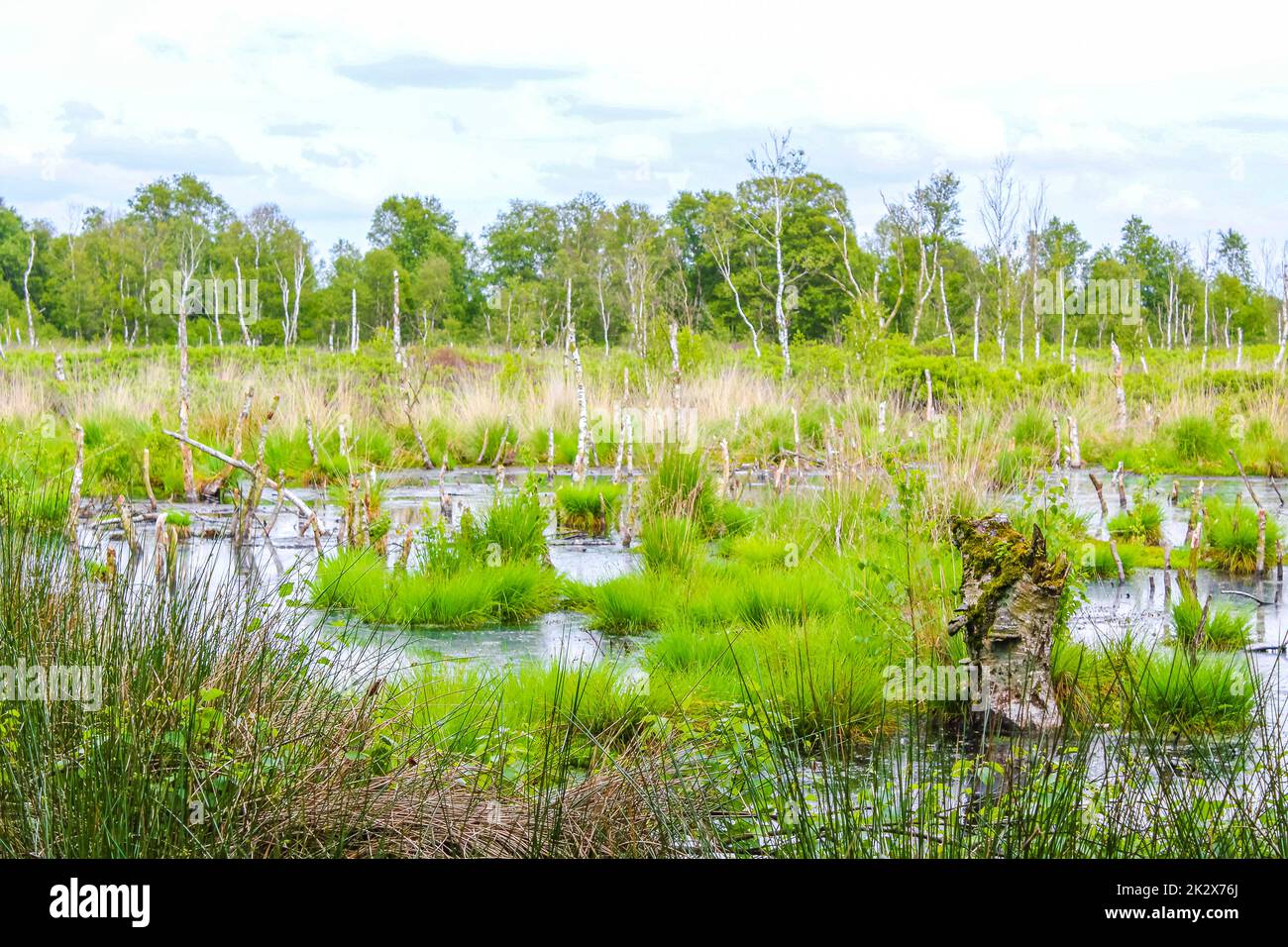 Marais de tourbière étang rivière lac vert plantes forêt Allemagne. Banque D'Images