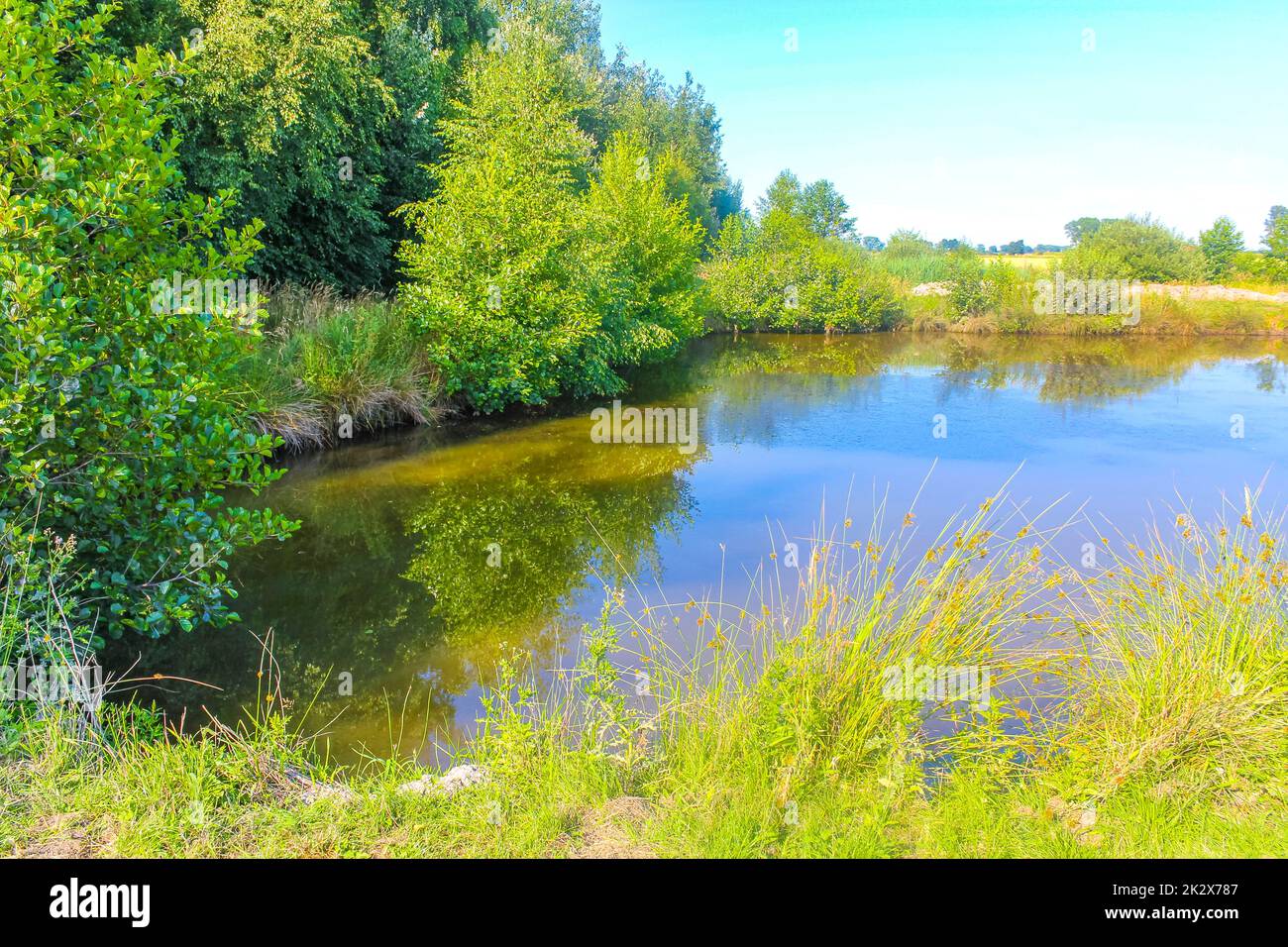 Marais de tourbière étang rivière lac vert plantes forêt Allemagne. Banque D'Images