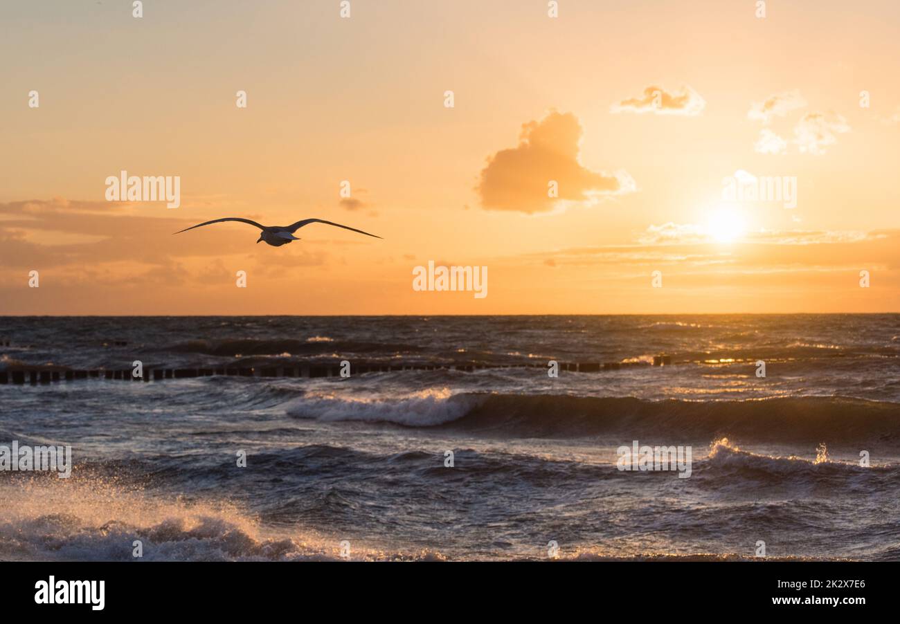 La mer Baltique avec les mouettes dans le coucher du soleil Banque D'Images