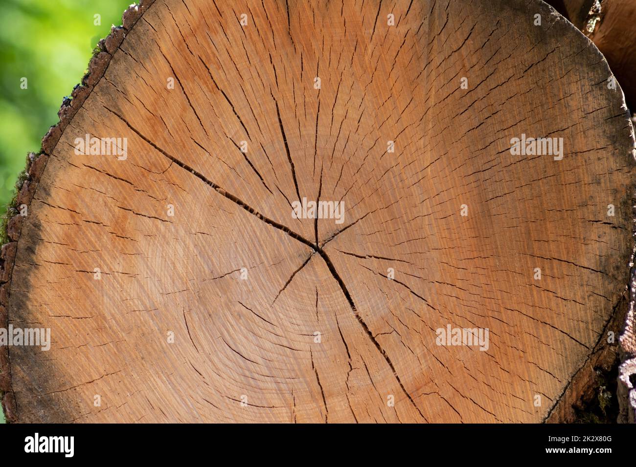 Disque d'arbre coupé de bois de construction après la déforestation pile de bois empilée montrer les anneaux annuels l'âge des arbres pour l'industrie du bois d'œuvre comme ressources durables sur la carcasse d'arbre de bois Banque D'Images