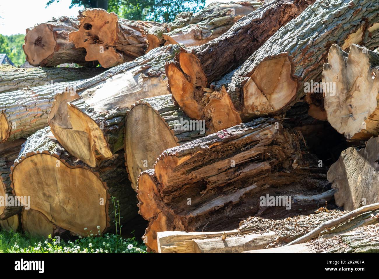 Cheminée de bois d'arbre de l'industrie du bois d'œuvre et de l'usine de bois d'œuvre comme ressource durable et renouvelable pour la menuiserie et la construction ou le bois de chauffage avec déforestation dans l'exploitation forestière de tronc de bois de scierie Banque D'Images