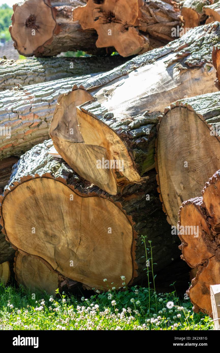 Cheminée de bois d'arbre de l'industrie du bois d'œuvre et de l'usine de bois d'œuvre comme ressource durable et renouvelable pour la menuiserie et la construction ou le bois de chauffage avec déforestation dans l'exploitation forestière de tronc de bois de scierie Banque D'Images