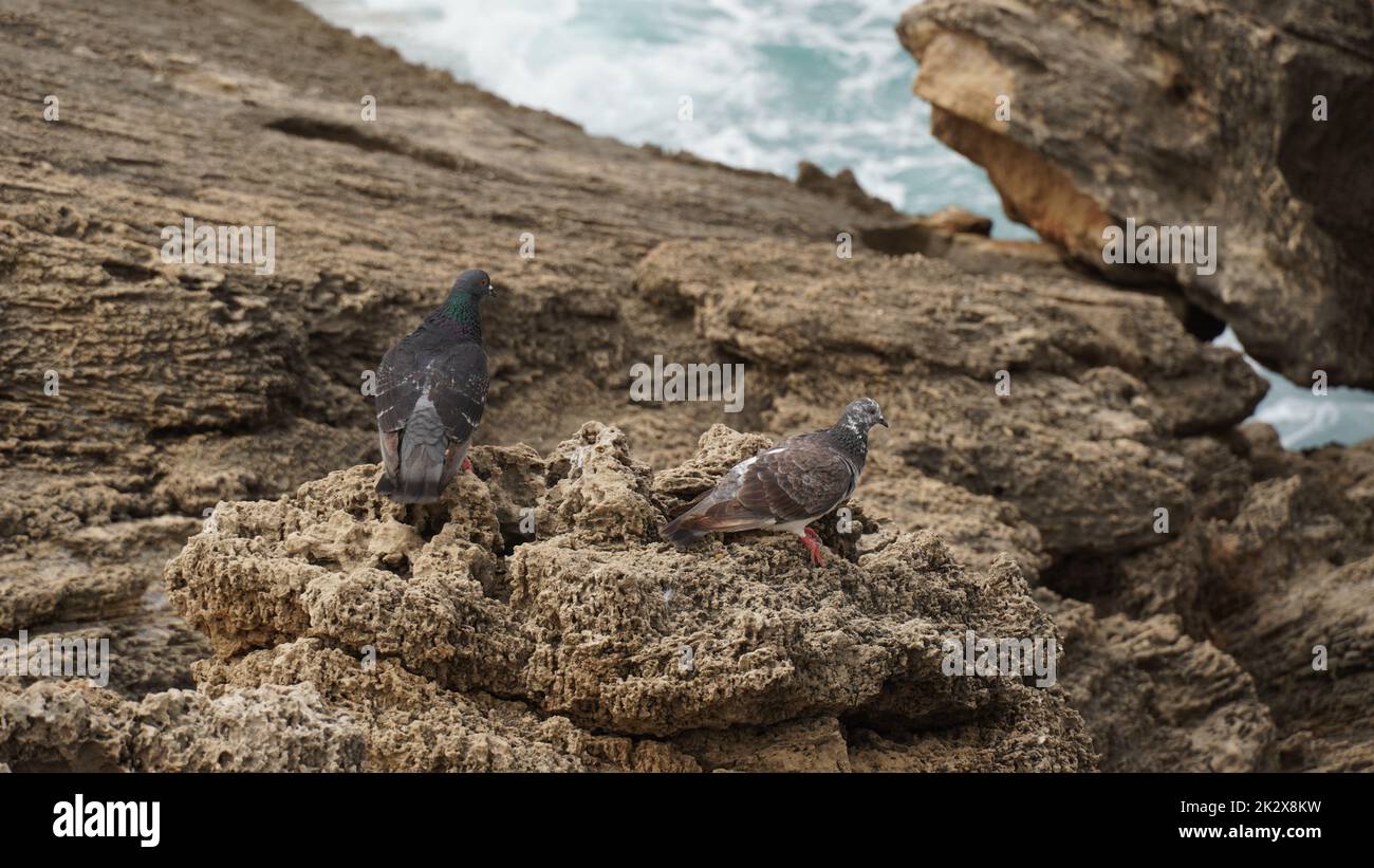 Les pigeons s'assoient sur une pierre contre le bord de l'eau avec des vagues mousseuse entre d'énormes rochers Banque D'Images