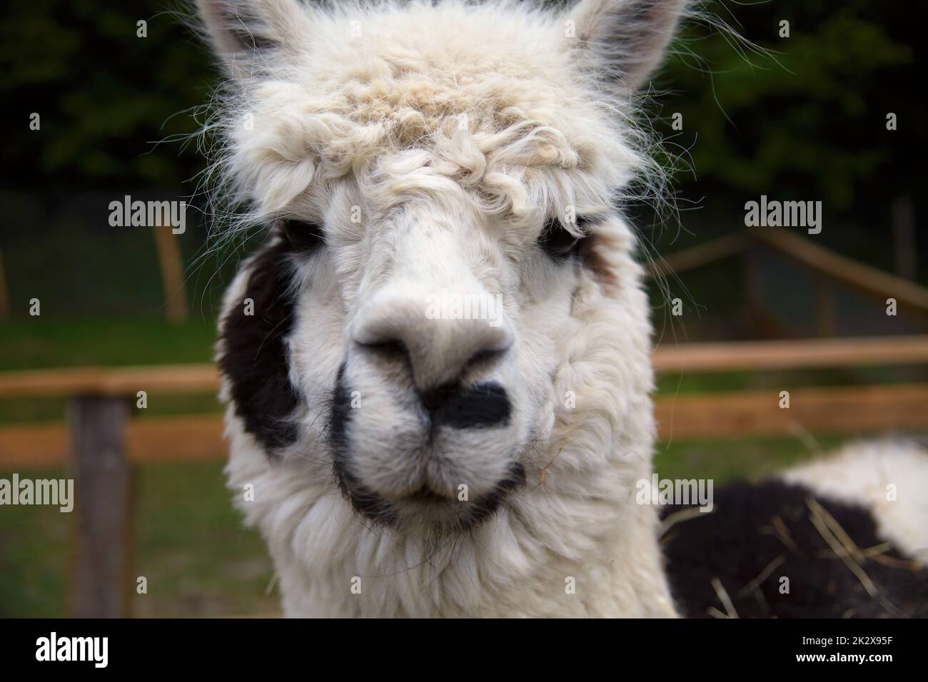 Fourrure frisée lama Banque de photographies et d'images à haute résolution  - Alamy