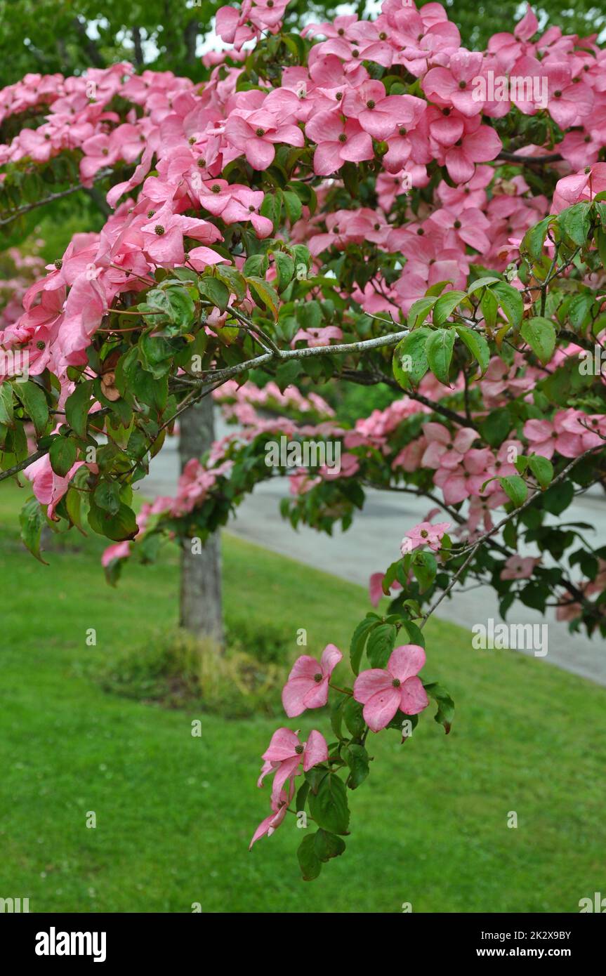 Rose kousa Dogwood beauté Banque D'Images