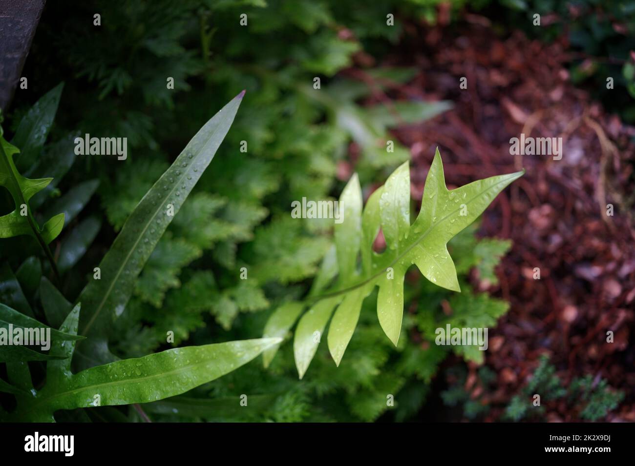 Feuille de fougères, feuillage ornemental, fougère , concept DE FOND NATUREL Banque D'Images