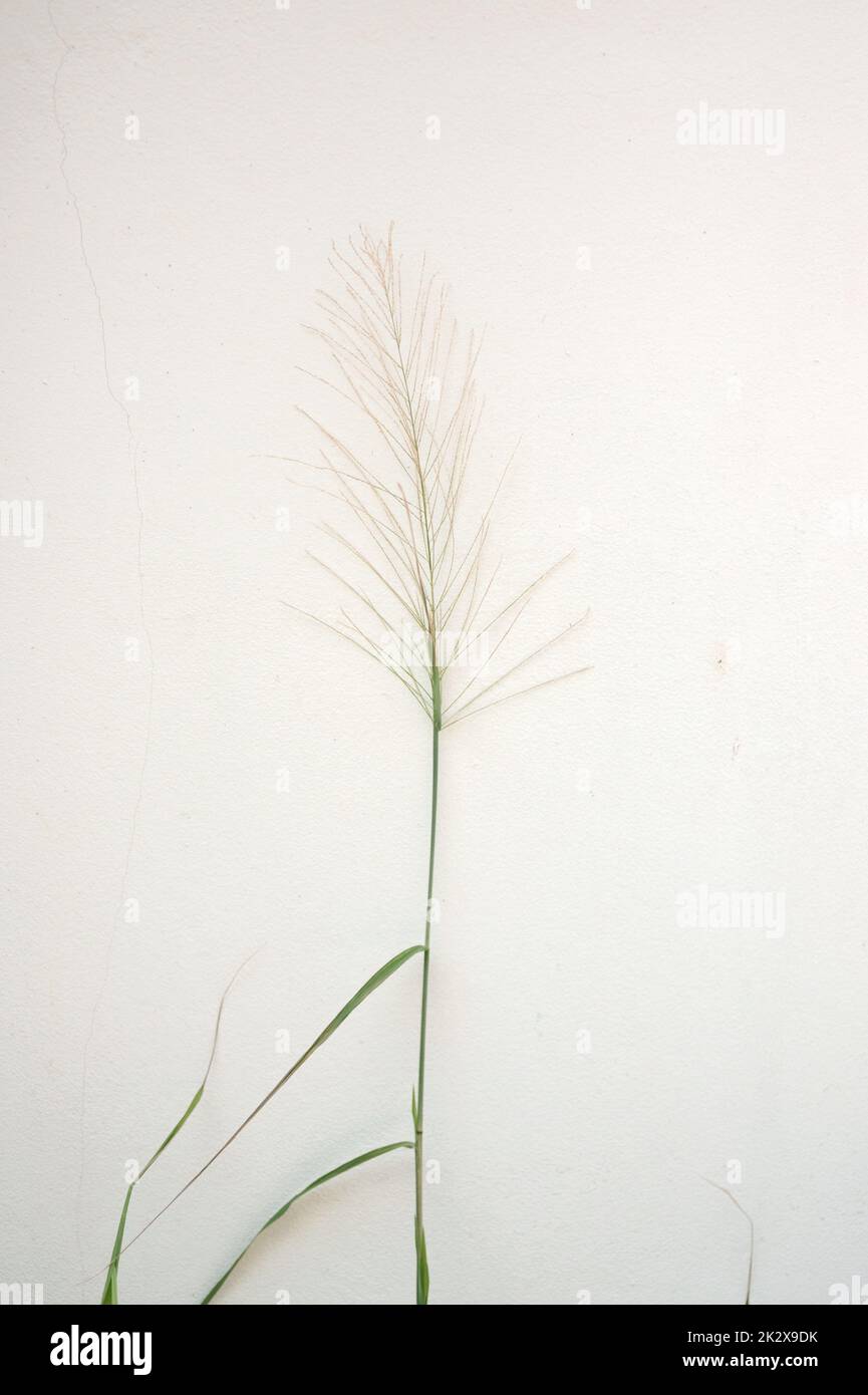 Brousse d'herbe sauvage avec fleur sur mur blanc Banque D'Images