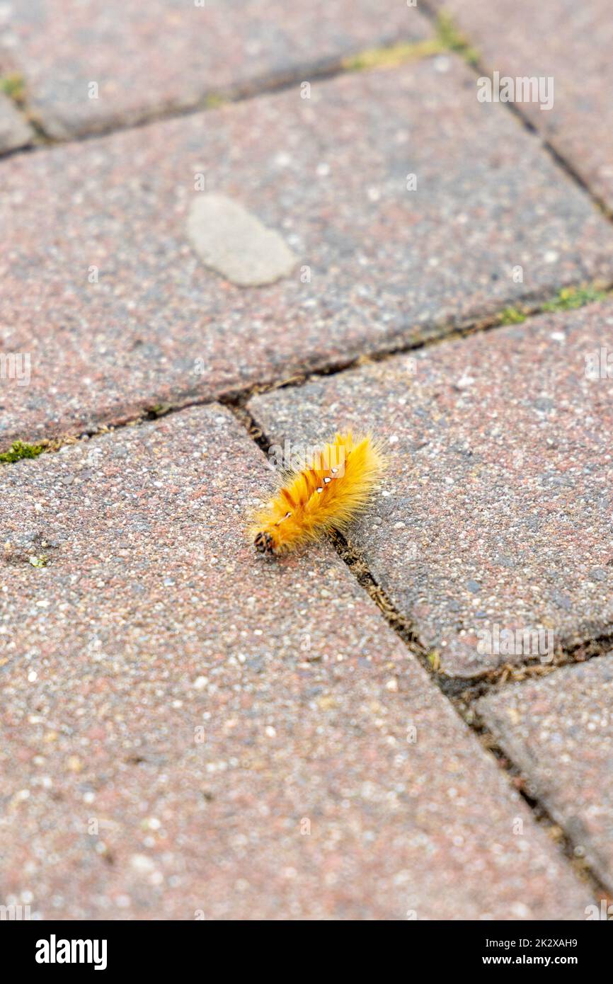 La chenille de la chouette de l'érable, Acronicta aceris, sur un sentier. Banque D'Images