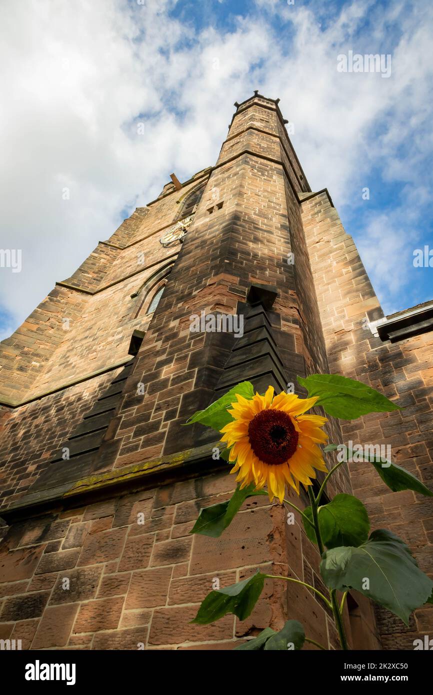 Tournesol unique au fond de la tour ouest en grès de l'église St Thomas, Srtockton Heath, Cheshire, Royaume-Uni Banque D'Images