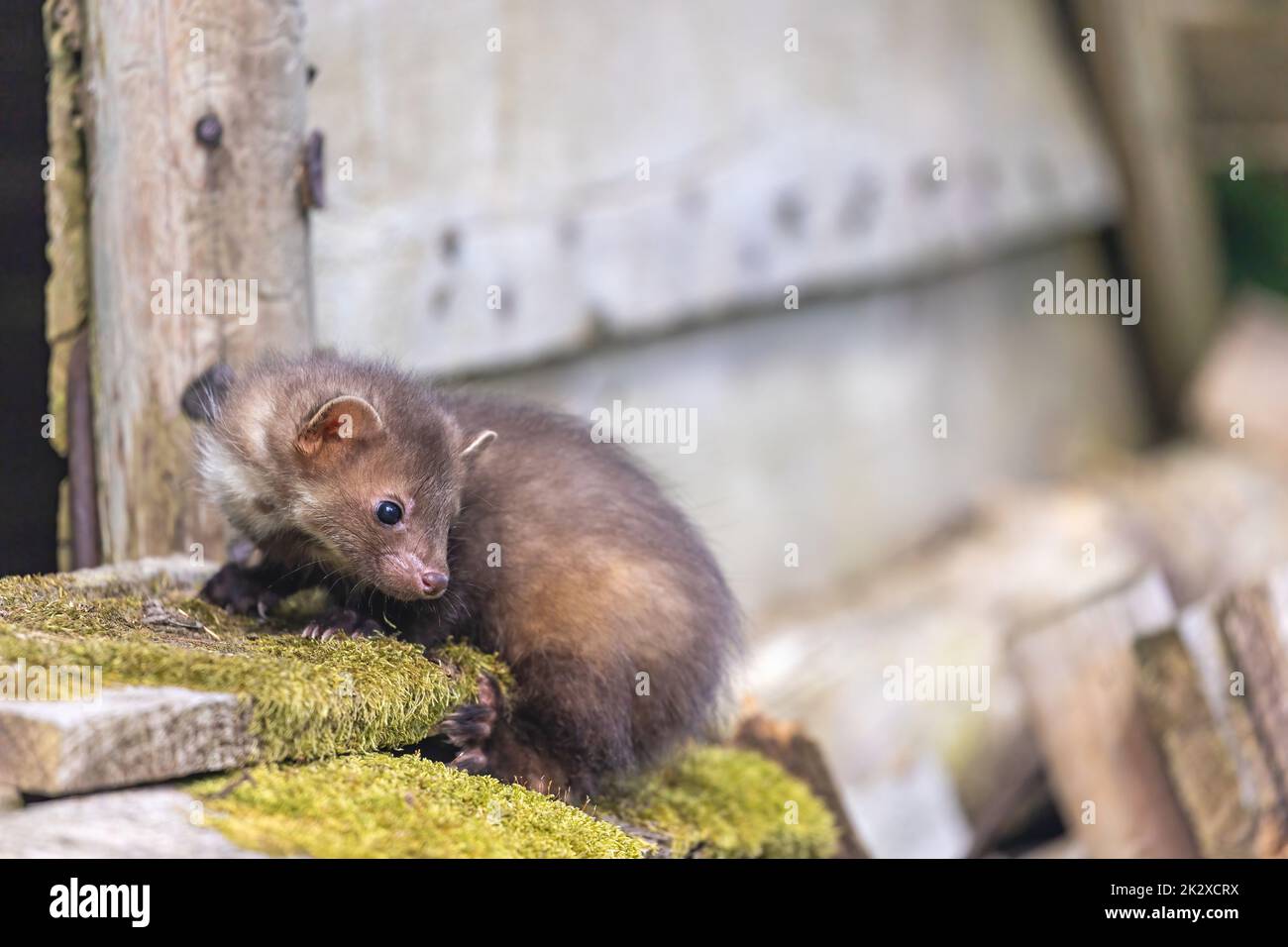 Marten posant sur une maison en bois Banque D'Images