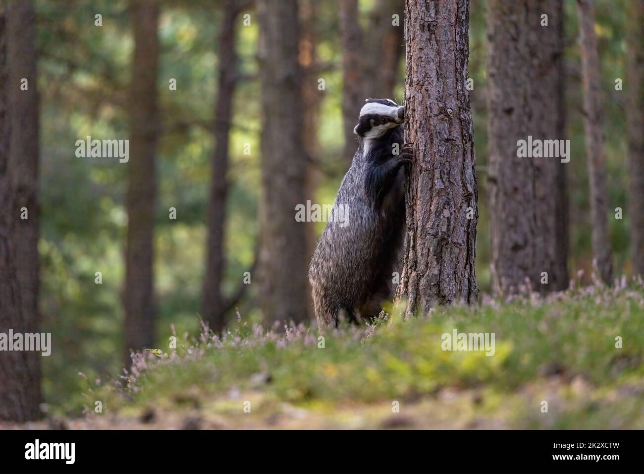 Le blaireau européen se trouve sur ses pattes arrière, contre un arbre Banque D'Images