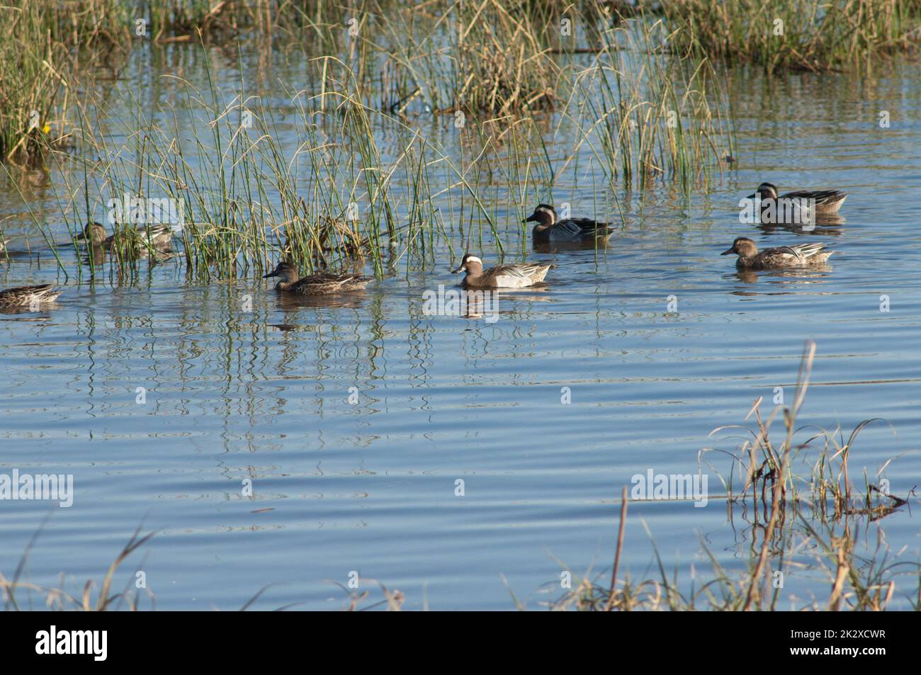 Troupeau de spatule garganey querquedula dans un lagon. Banque D'Images