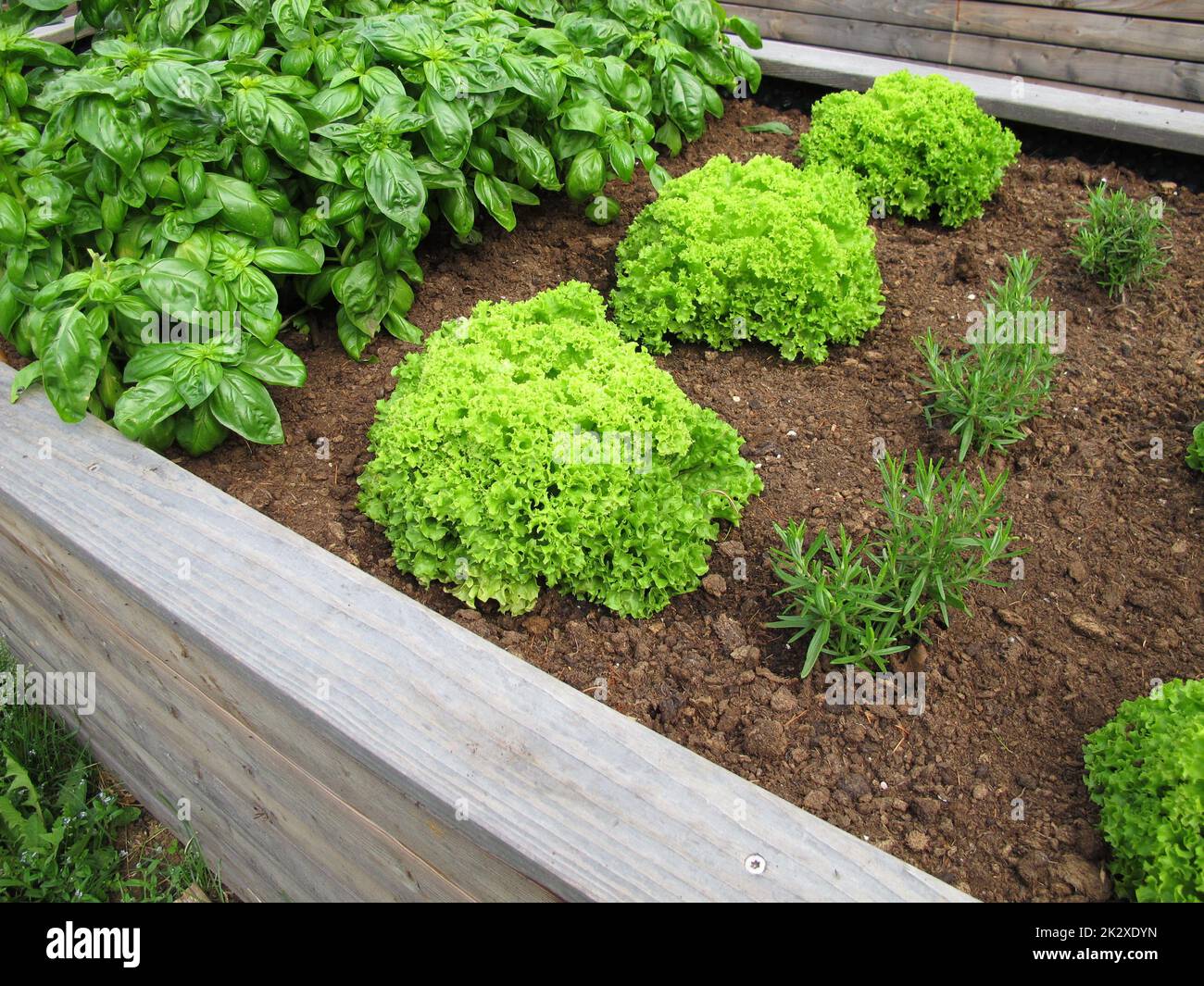 Laitue, basilic et romarin dans un lit de jardin en bois Banque D'Images