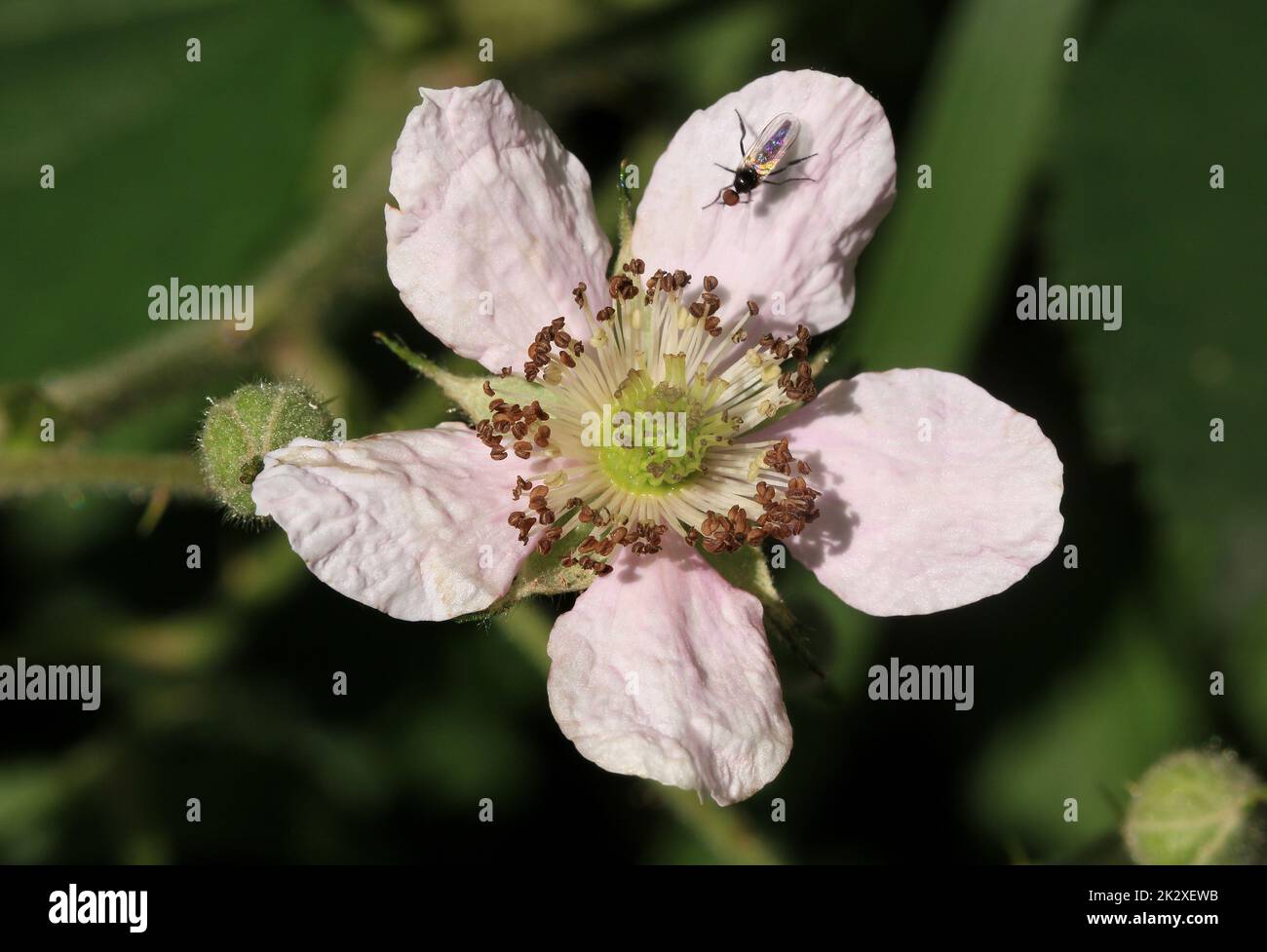 Fleur de Blackberry Banque D'Images