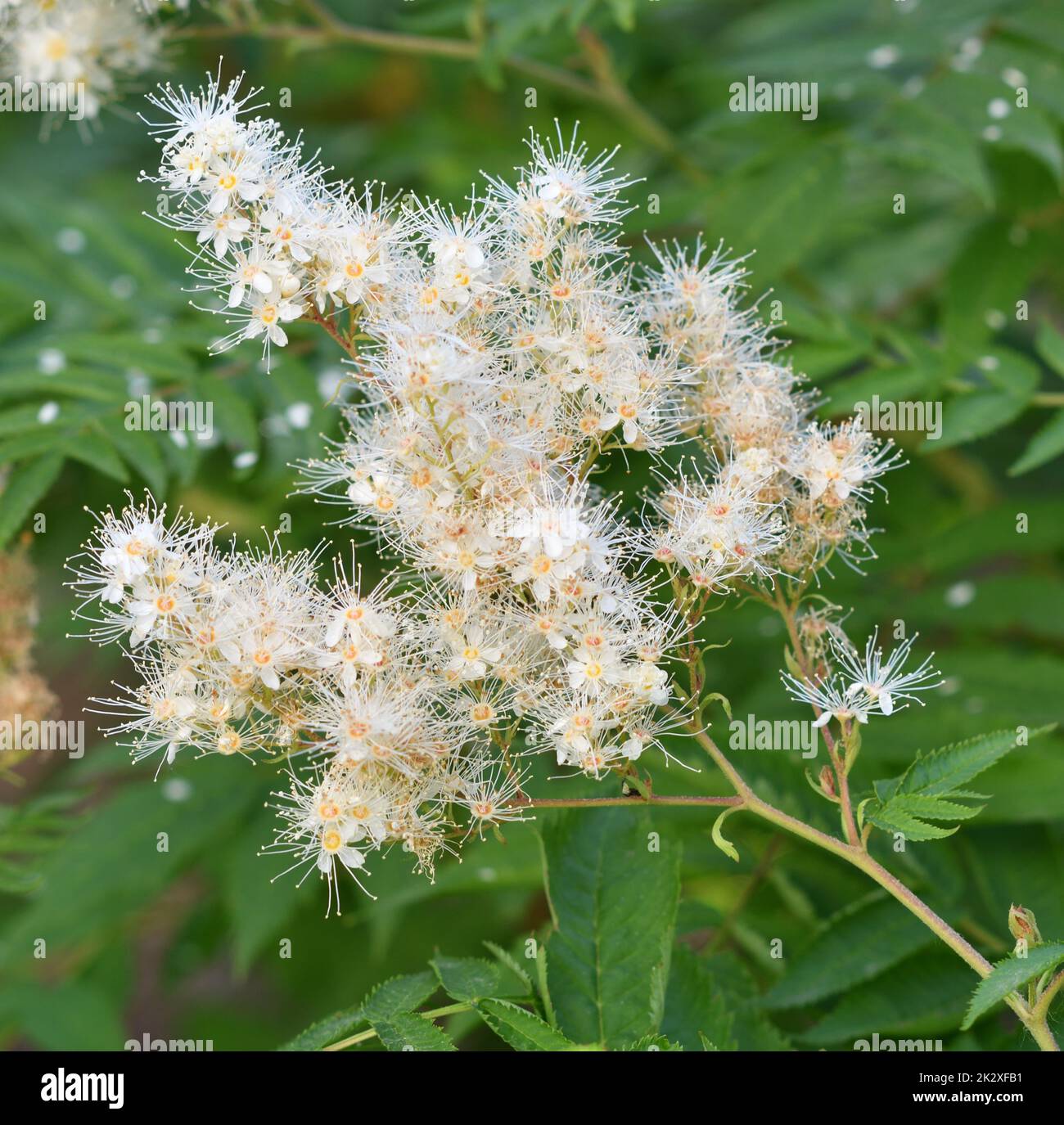 Inflorescences de Sorbaria sorbifolia (latin Sorbaria sorbifolia) ou fausse spirée Banque D'Images