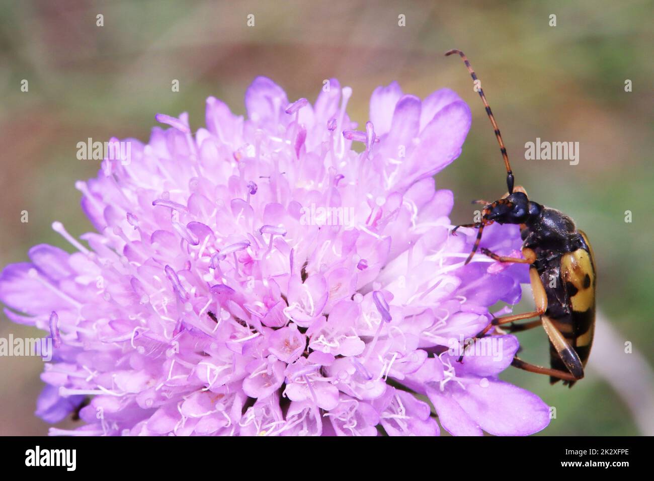 Gefleckter Schmalbock (Rutpela maculata) auf einer Acker-Witwenblume (Knaubia arvensis) Banque D'Images