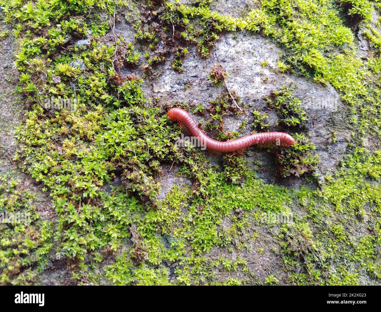 Un millipede se déplaçant sur le champignon vert Banque D'Images