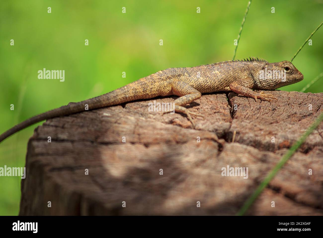 Lézard de jardin oriental sur une souche sèche attendez que les pièges mangent divers insectes pour la nourriture. Banque D'Images