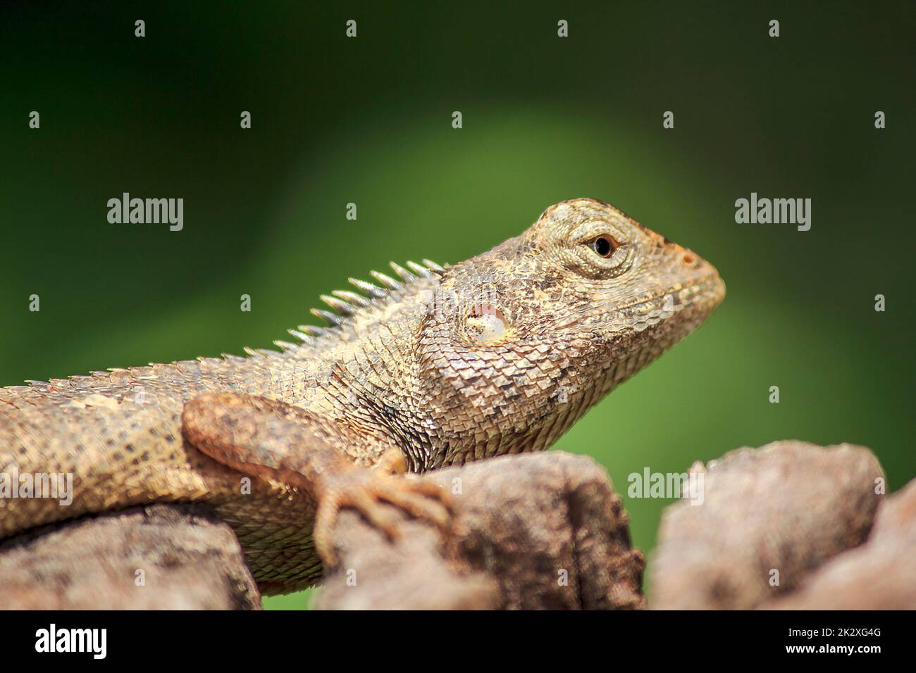 Lézard de jardin oriental sur une souche sèche attendez que les pièges mangent divers insectes pour la nourriture. Banque D'Images