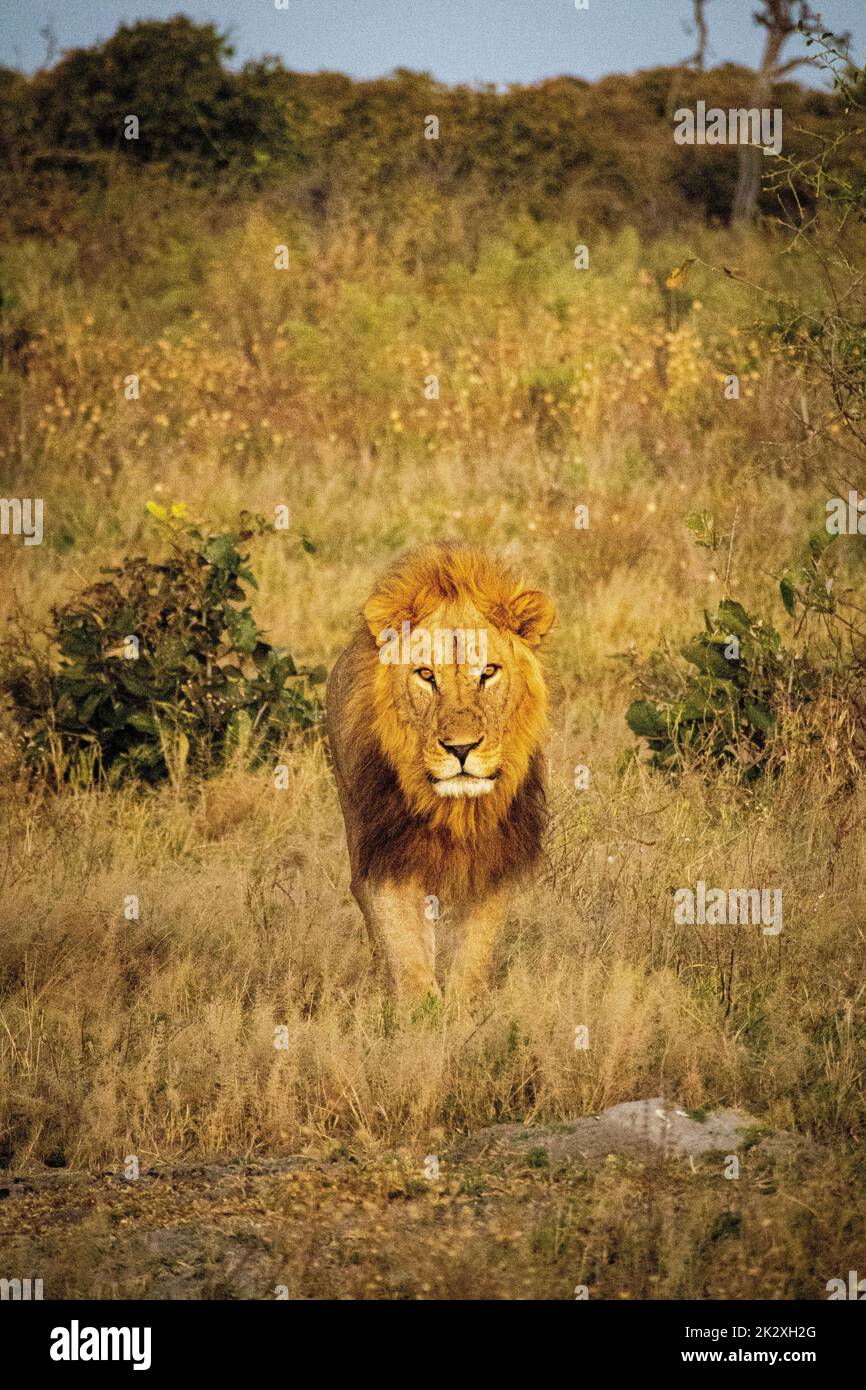Une photo verticale d'un lion féroce marchant dans un safari au Botswana Banque D'Images