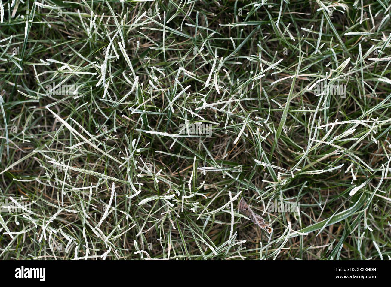 Premier gel d'automne. Image d'arrière-plan partiellement floue d'herbe verte recouverte de givre blanc. Feuilles de plantes verglacées vert du matin. Début de Banque D'Images