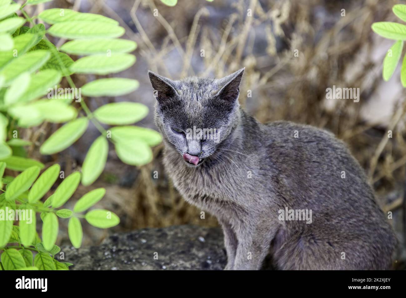 Chat gris dans la rue Banque D'Images