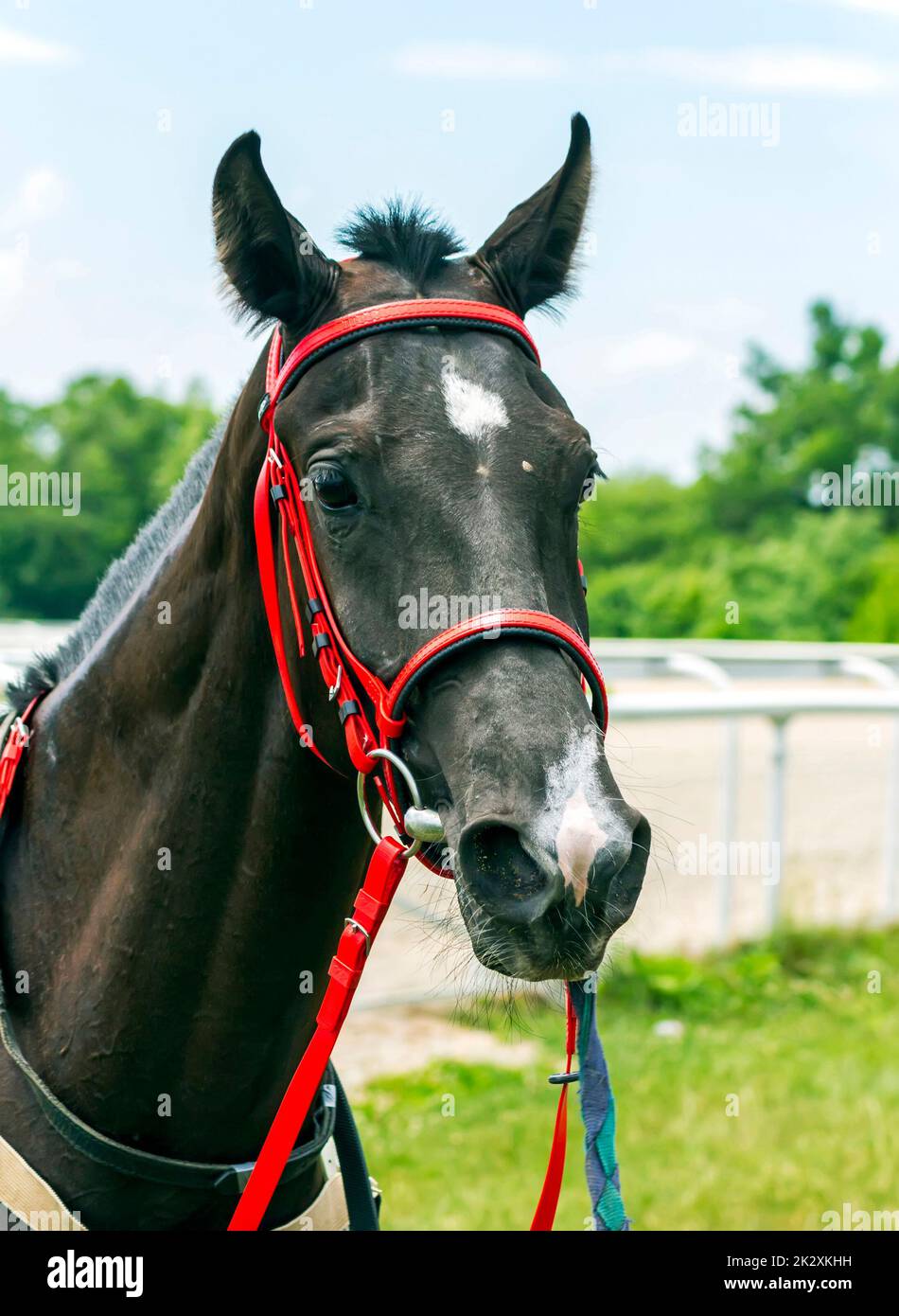 Portrait de la belle akhal-teke étalon Sulak. Banque D'Images