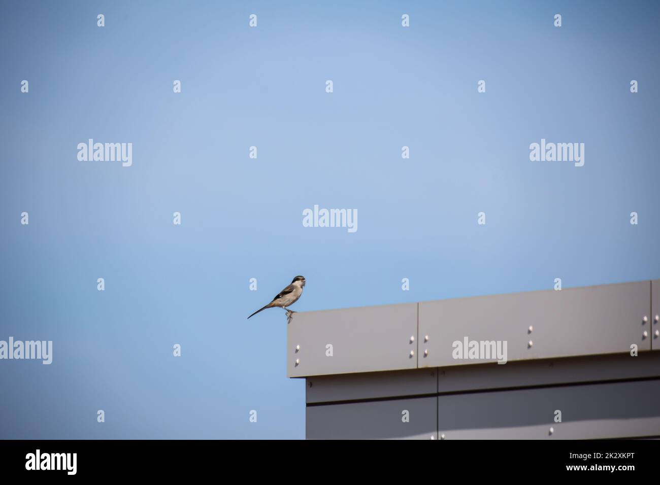 Portrait d'un Canary Pipit, Anthus berthelotii, un oiseau de stilts et de peepers. Banque D'Images