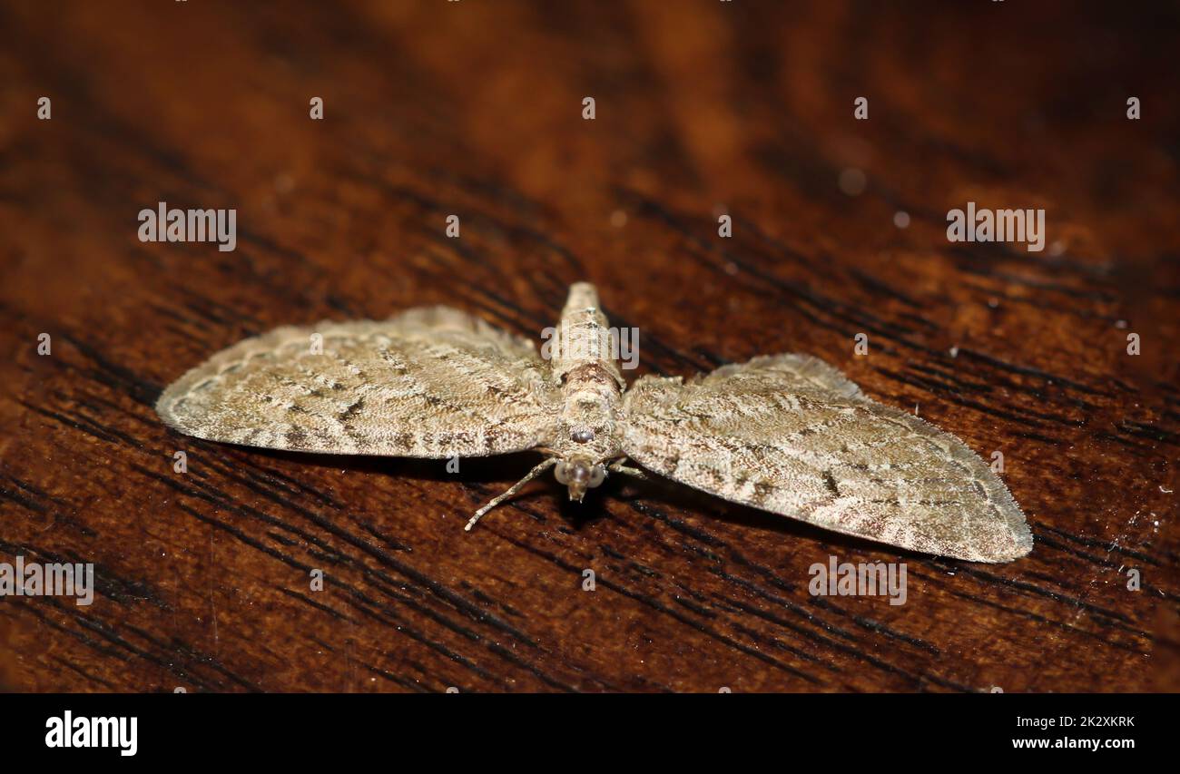 Le grand papillon des fleurs (Eupithia intracata) sur une planche. Banque D'Images