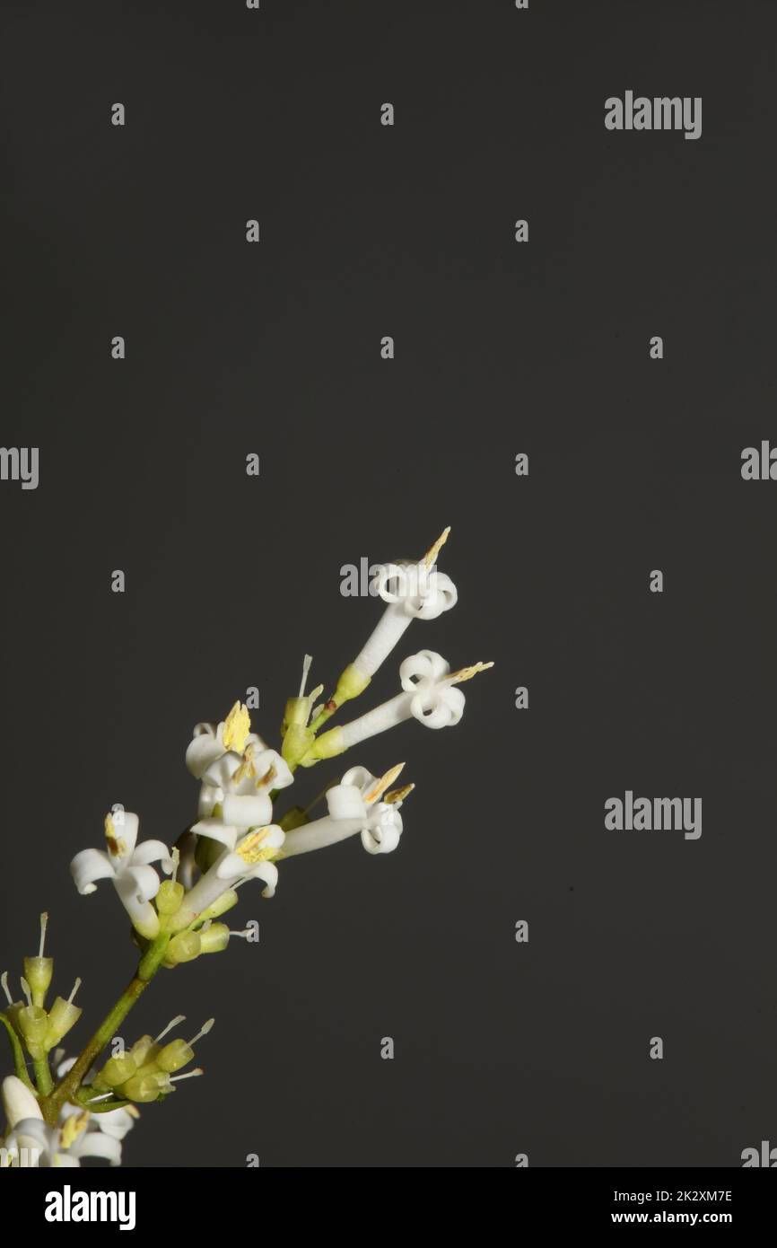 Fleur blanche gros plan botanique moderne fond ligustrum vulgare famille des oléaceae grandes tailles haute qualité imprimés affiches murales Banque D'Images