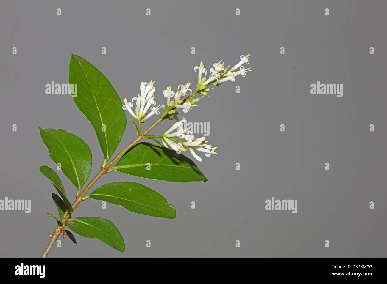 Fleur blanche gros plan botanique moderne fond ligustrum vulgare famille des oléaceae grandes tailles haute qualité imprimés affiches murales Banque D'Images