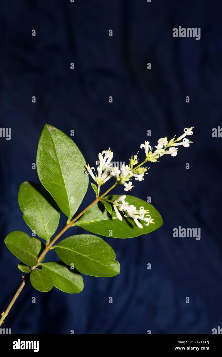 Fleur blanche gros plan botanique moderne fond ligustrum vulgare famille des oléaceae grandes tailles haute qualité imprimés affiches murales Banque D'Images