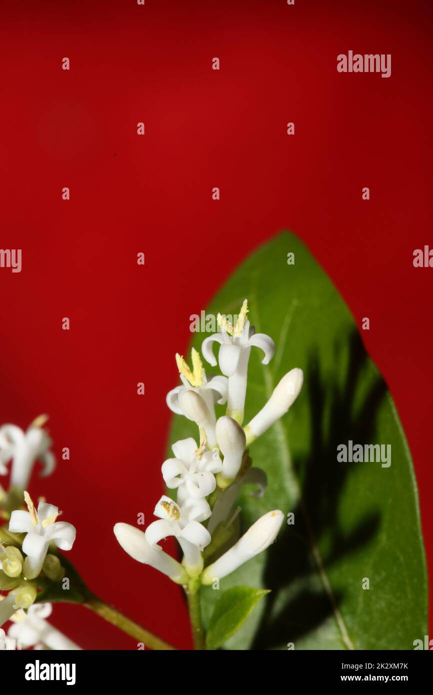 Fleur blanche gros plan botanique moderne fond ligustrum vulgare famille des oléaceae grandes tailles haute qualité imprimés affiches murales Banque D'Images