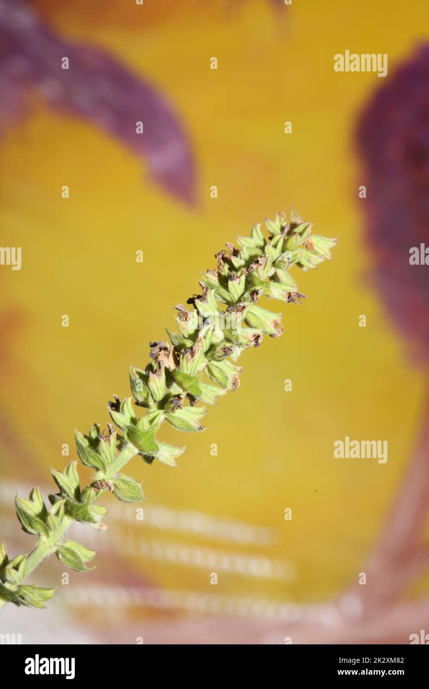 Fleur aromatique gros plan botanique de haute qualité grands tirages salvia pratensis famille lamiaceae affiche murale Banque D'Images