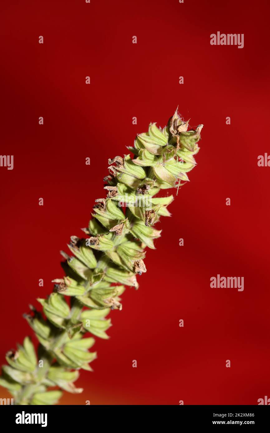 Fleur aromatique gros plan botanique de haute qualité grands tirages salvia pratensis famille lamiaceae affiche murale Banque D'Images