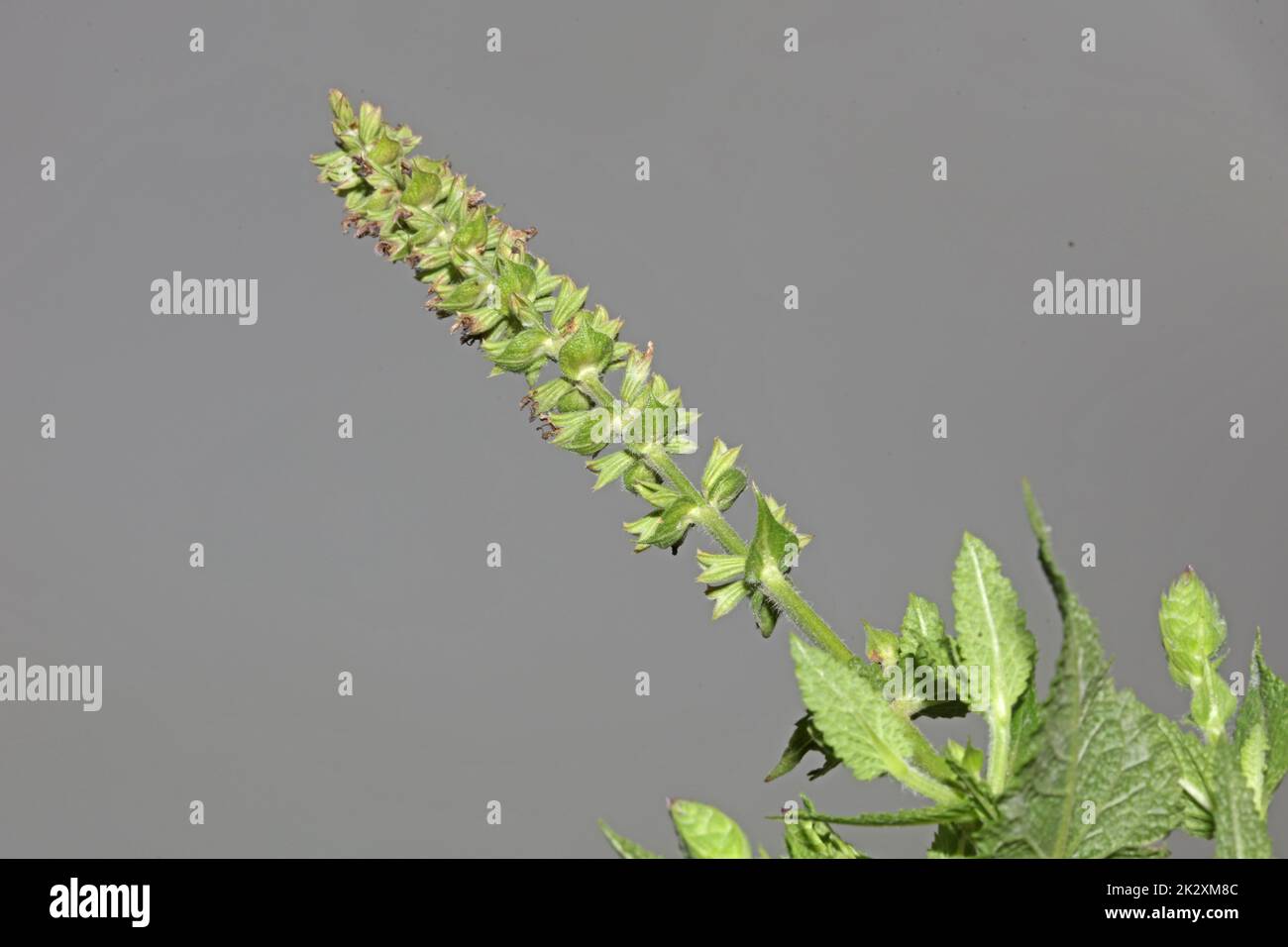 Fleur aromatique gros plan botanique de haute qualité grands tirages salvia pratensis famille lamiaceae affiche murale Banque D'Images