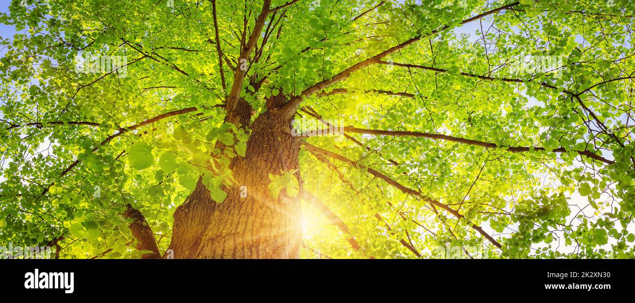 Vieux tilleul géant avec jeunes feuilles fraîches. Banque D'Images