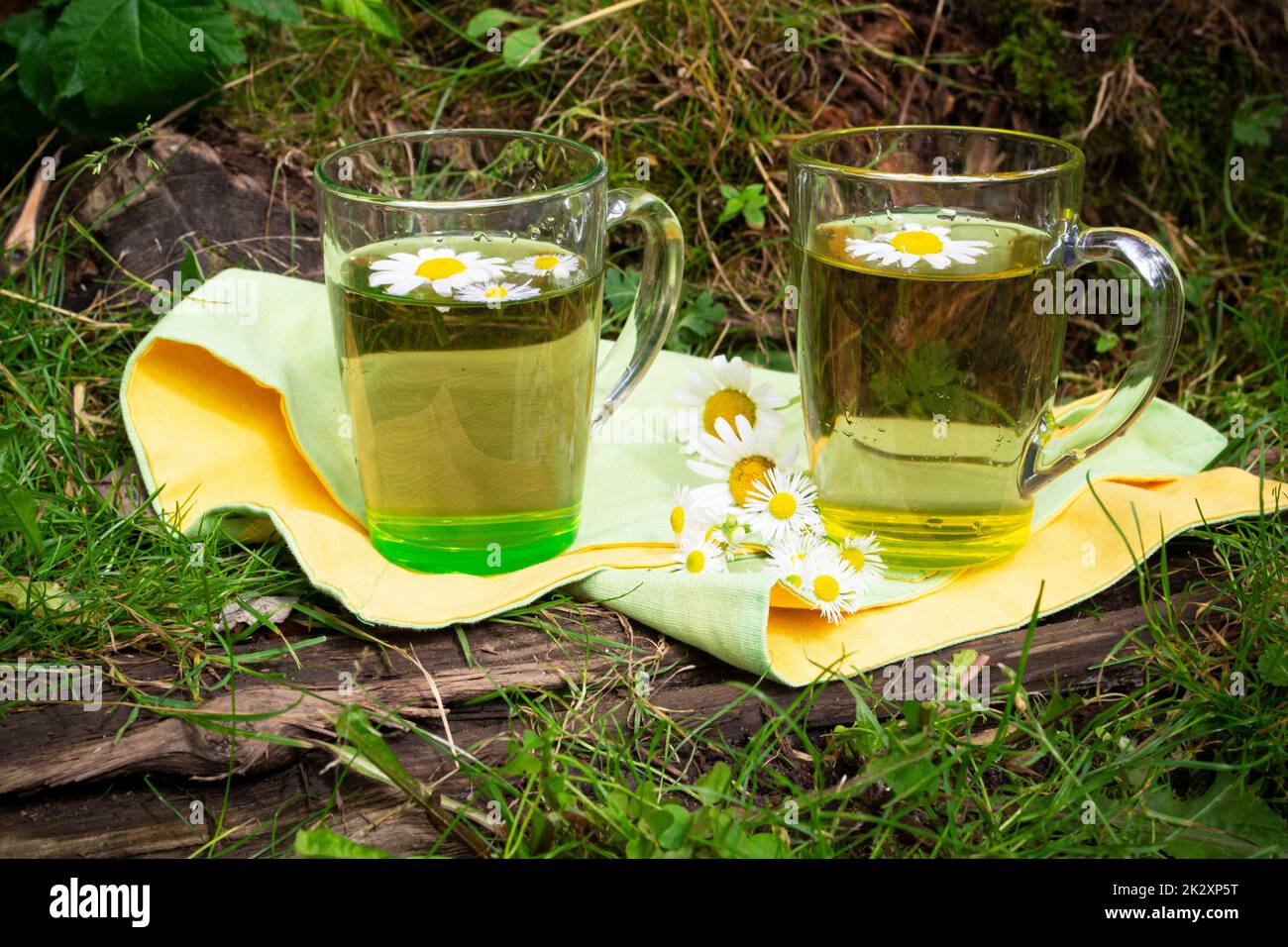 Verre de tisane de camomille et fleurs de camomille dans le vieux jardin. Jour d'été Banque D'Images