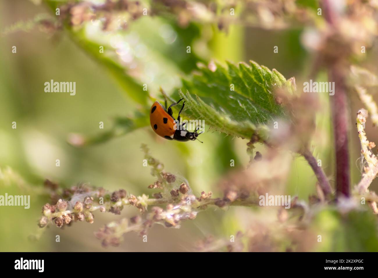 Magnifique coccinelle rouge à pois noirs grimpant dans une plante avec un arrière-plan flou espace de copie à la recherche de souris de plantes pour les tuer comme organisme bénéfique lutte antiparasitaire animal utile dans le jardin Banque D'Images