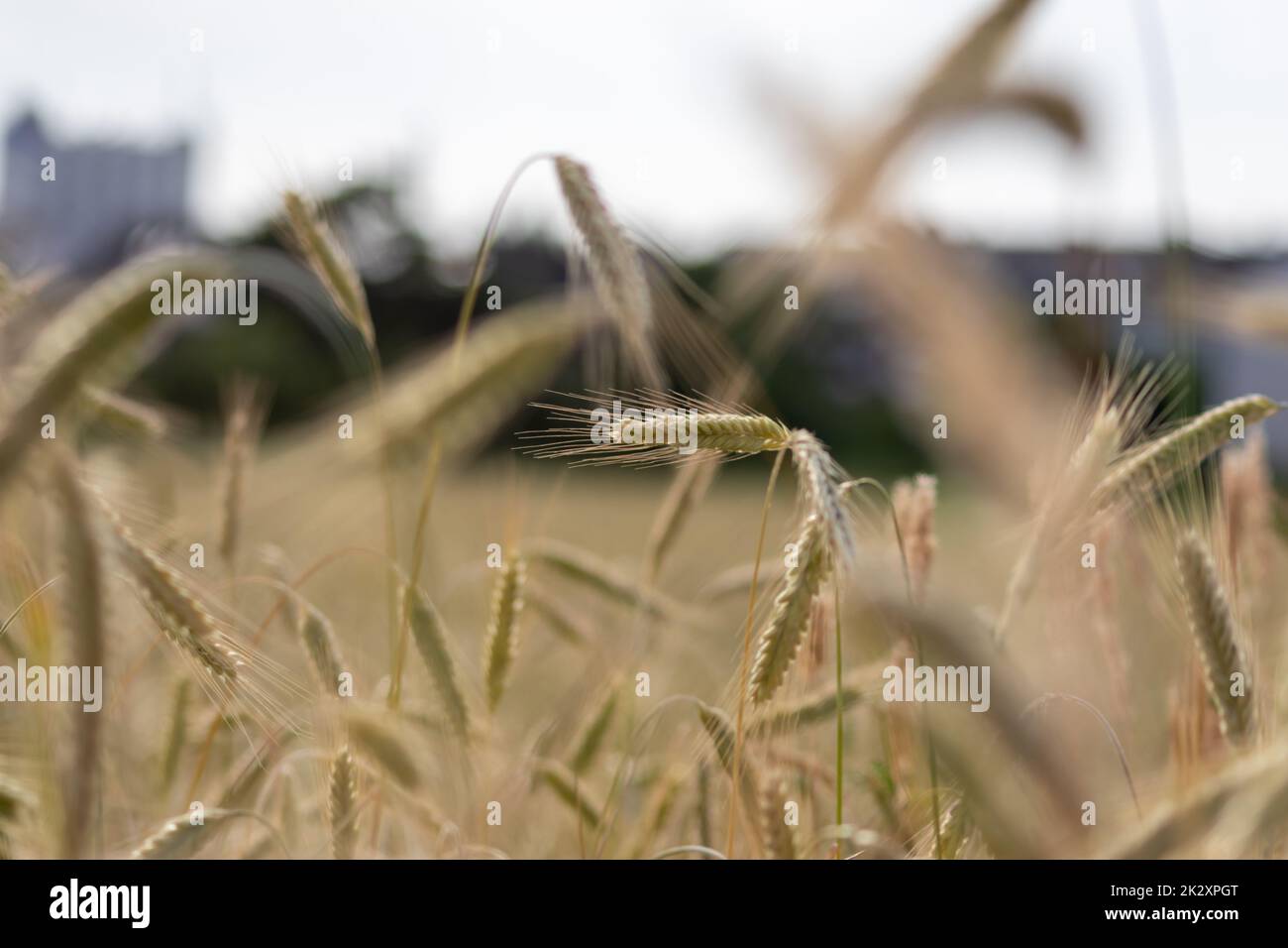Culture de champ agricole avec céréales, mûrissement du blé en attente de récolte estivale et ingrédients agricoles frais avec des aliments biologiques l'agriculture a besoin de gouttes de pluie sur le champ frais pour faire du pain et des céréales Banque D'Images