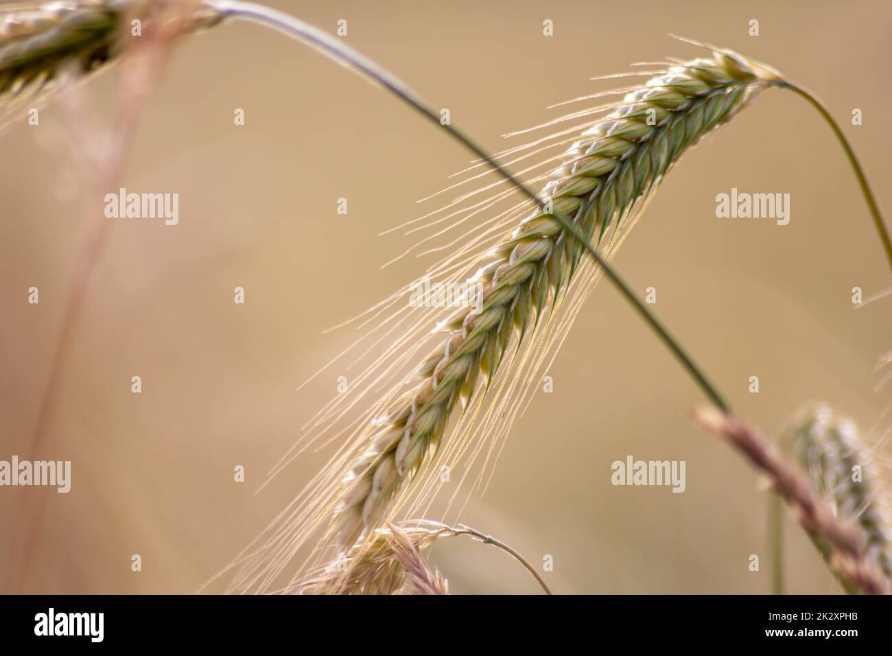 Culture de champ agricole avec céréales, mûrissement du blé en attente de récolte estivale et ingrédients agricoles frais avec des aliments biologiques l'agriculture a besoin de gouttes de pluie sur le champ frais pour faire du pain et des céréales Banque D'Images